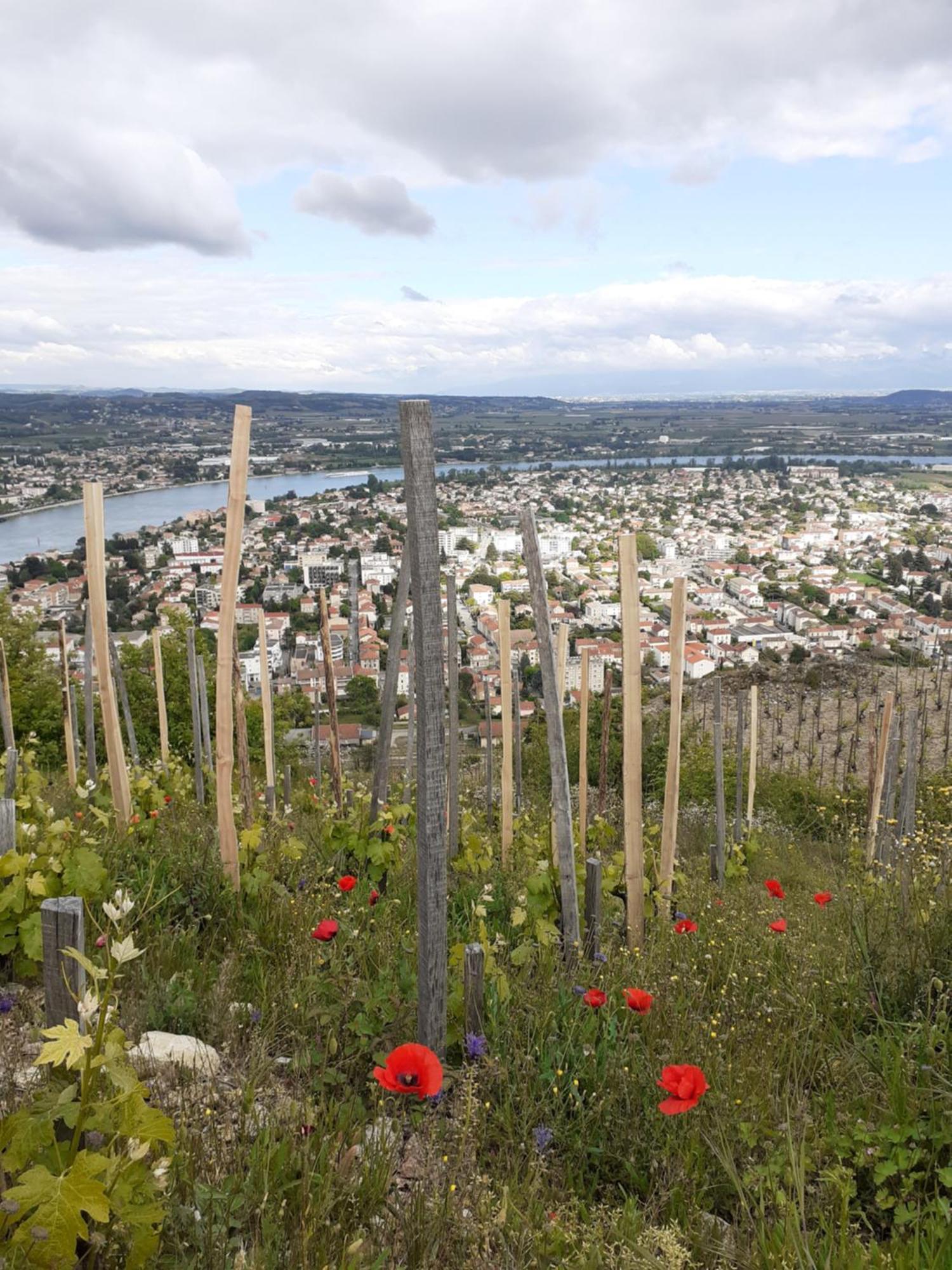 Gite Du Vigneron A La Terrasse Piscine Local Velos تورنو-سور-رون المظهر الخارجي الصورة